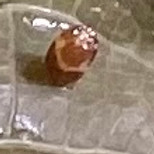 IMG_1002.jpeg