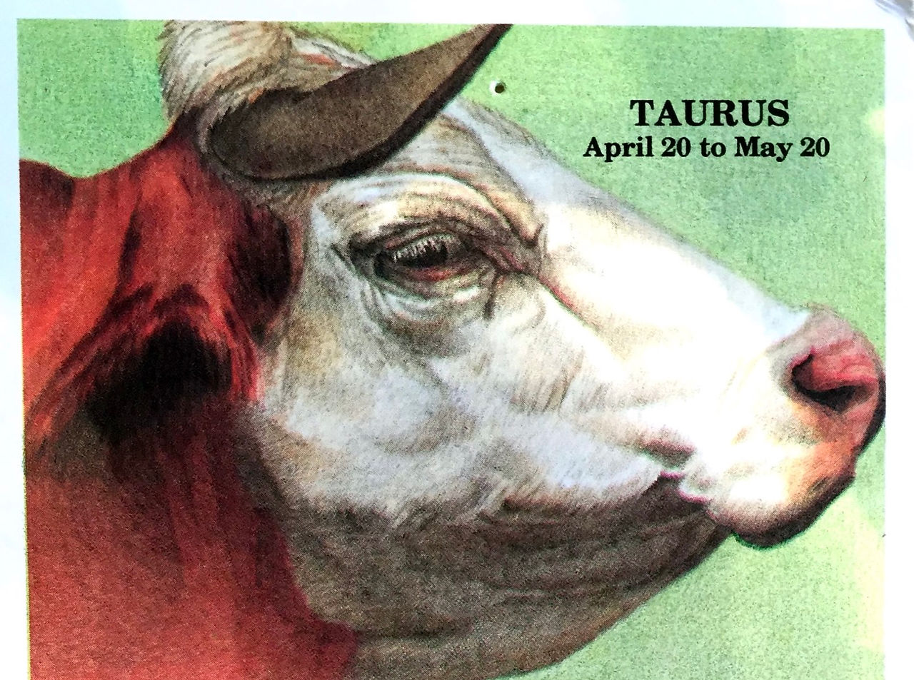 Taurus 