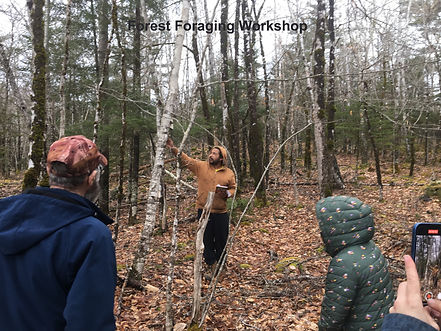 Forest Foraging Workshop