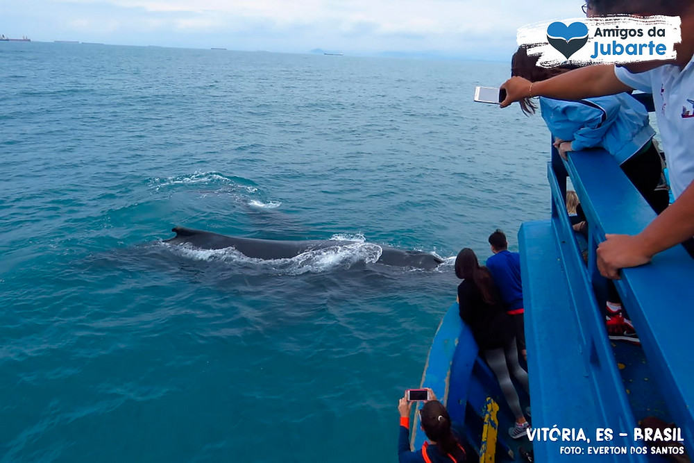 Baleia-jubarte se aproxima de barco com turistas em Vitória-ES