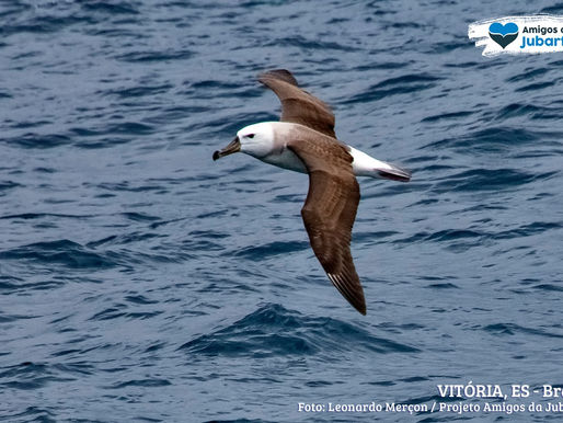 Registro do albatroz-de-sobrancelha no Espírito Santo entra no Wikiaves