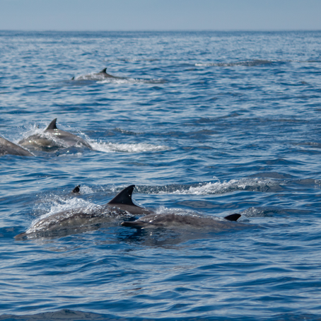 Golfinhos e a pesca: desafios da convivência e soluções possíveis 