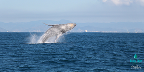 Salto de Jubarte em frente à Vitória-ES! Relato da fotógrafa Stella Ulhôa, da Agência Blue Trip