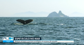 REPORTAGEM MOSTRA ORDENAMENTO DO TURISMO DE OBSERVAÇÃO DE CETÁCEOS A PARTIR DE NITERÓI-RJ