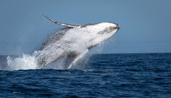 Baleia-jubarte saltando