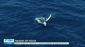 É oficial , já tem Jubarte em Vitória!