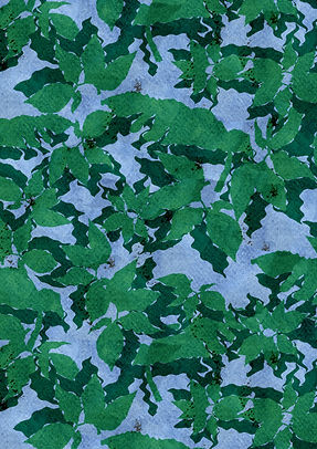 textured distorted leaves.jpg