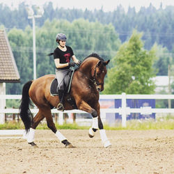 15.8.17 Fogi (Sanna Nurmi)