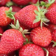 Fruchtpulver kaufen bei chefkoch-gewuerze