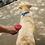 Thumbnail: Nite Ize RadDog Retractable Pocket Leash - Large - Red