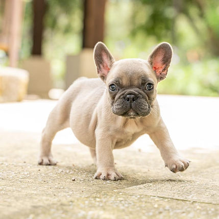 WhatsApp Image 2020-11-11 at 07.59.55.jpeg