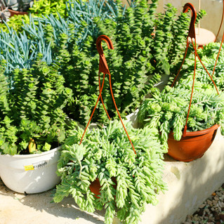 Potted Plants