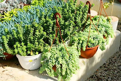 Potted Plants