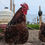 Thumbnail: Jubilee Orpington (LF) Hatching Egg