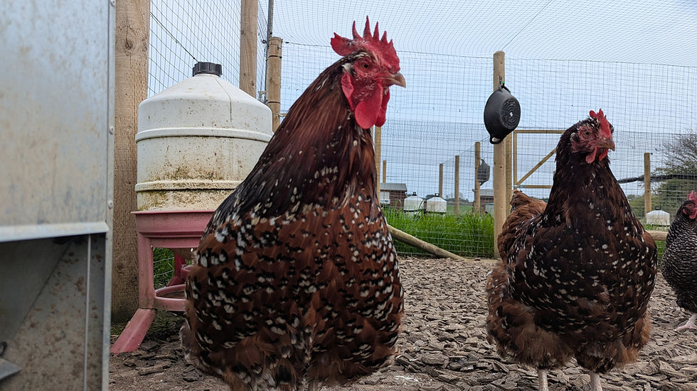 Thumbnail: Jubilee Orpington (LF) Hatching Egg