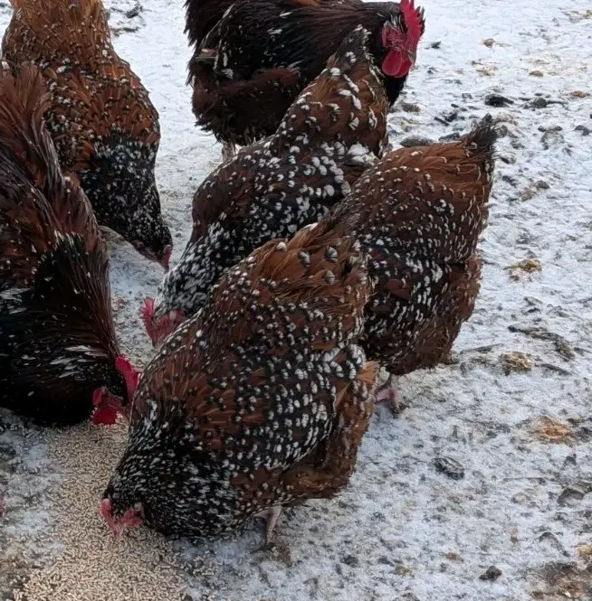 Thumbnail: Jubilee Orpington hens in field