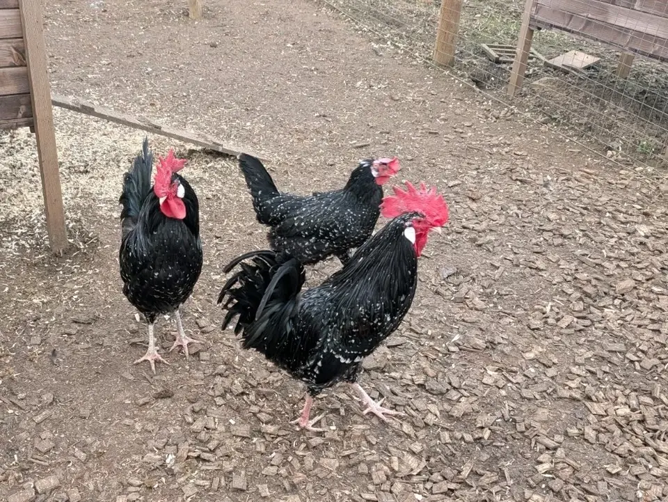 Thumbnail: Ancona (LF) Hatching Egg