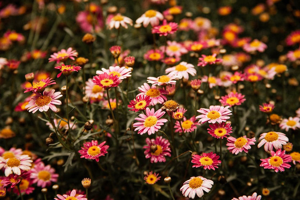 Margaret (Marguerite)