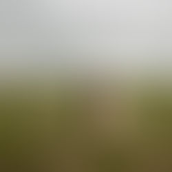 Bruiloft Alice en Gerard