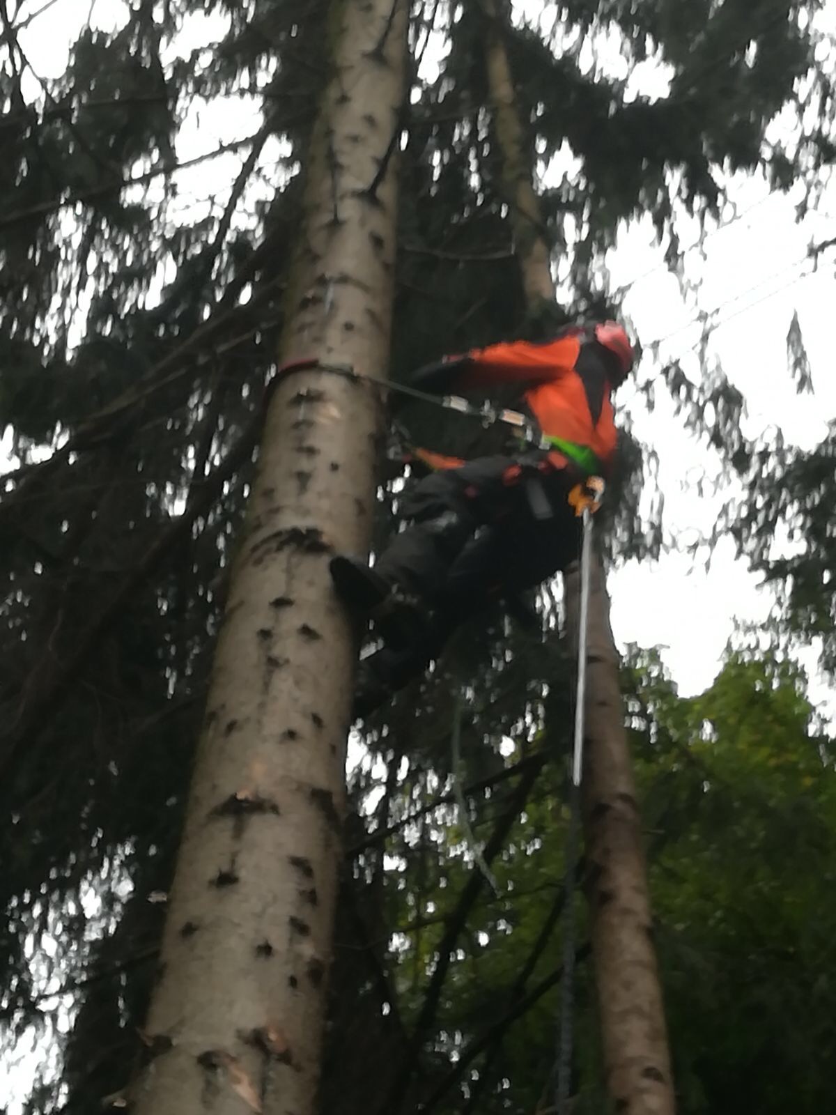 Unser Chef auf dem Baum