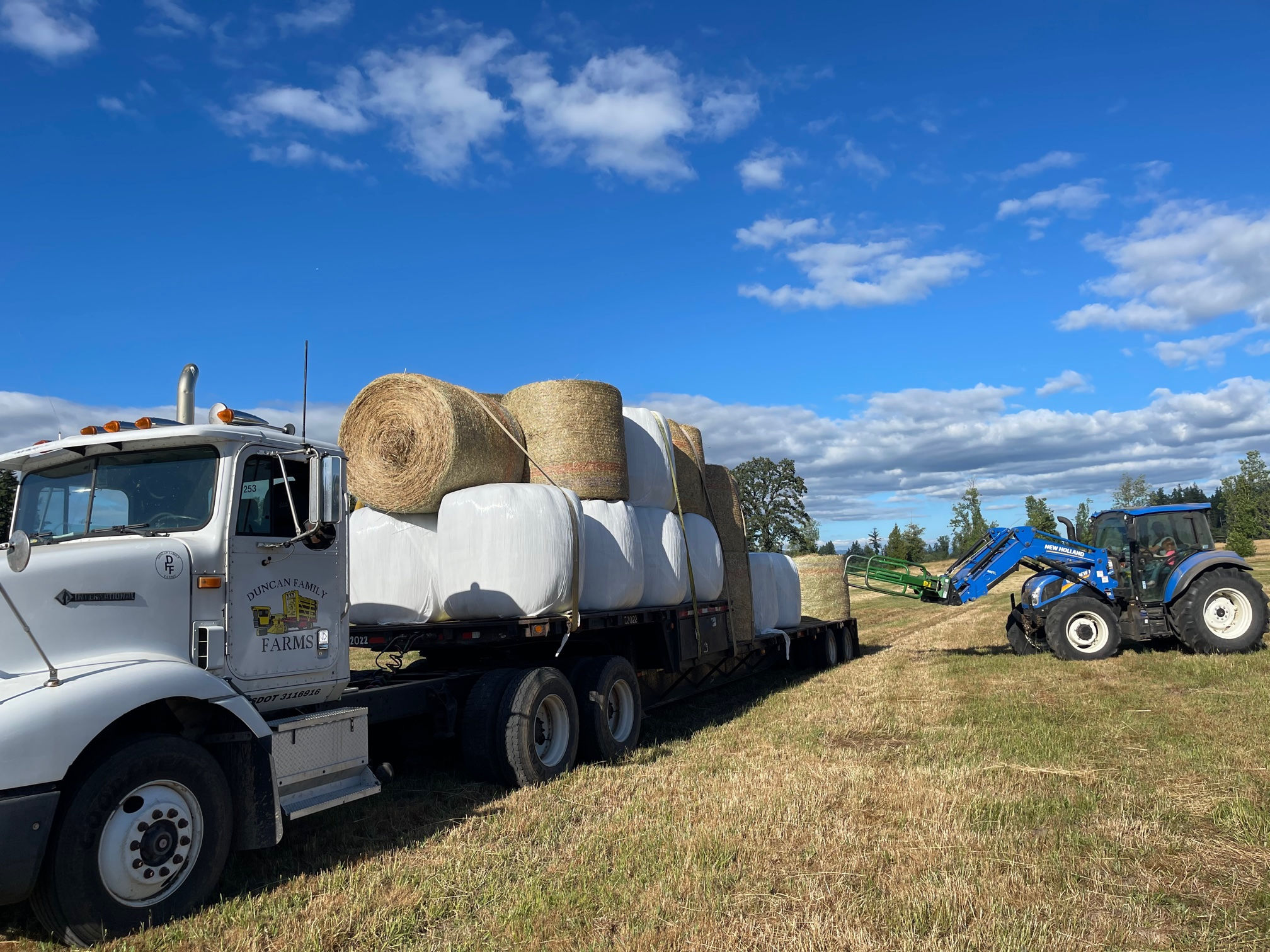 1st Cutting Orchard Grass Haylage