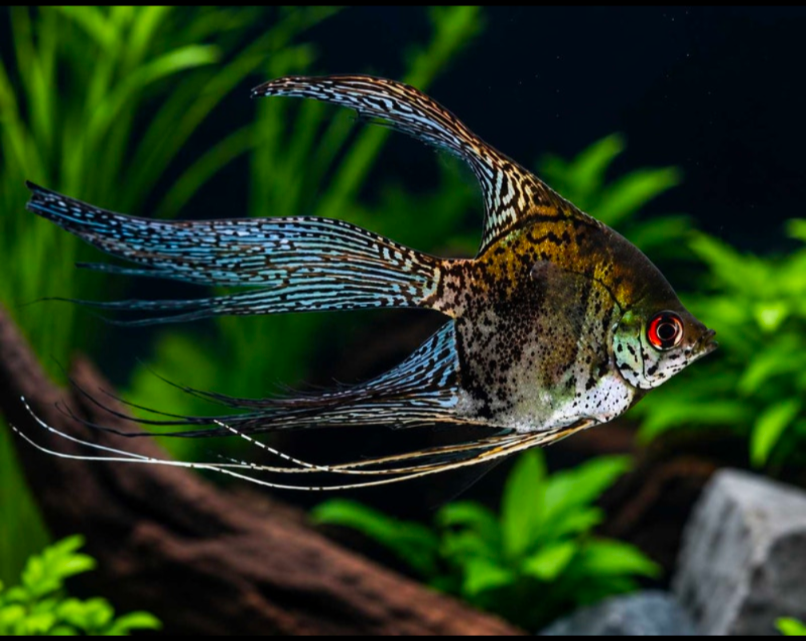 Veiltail Leopard Skin Angelfish - Pre-Order