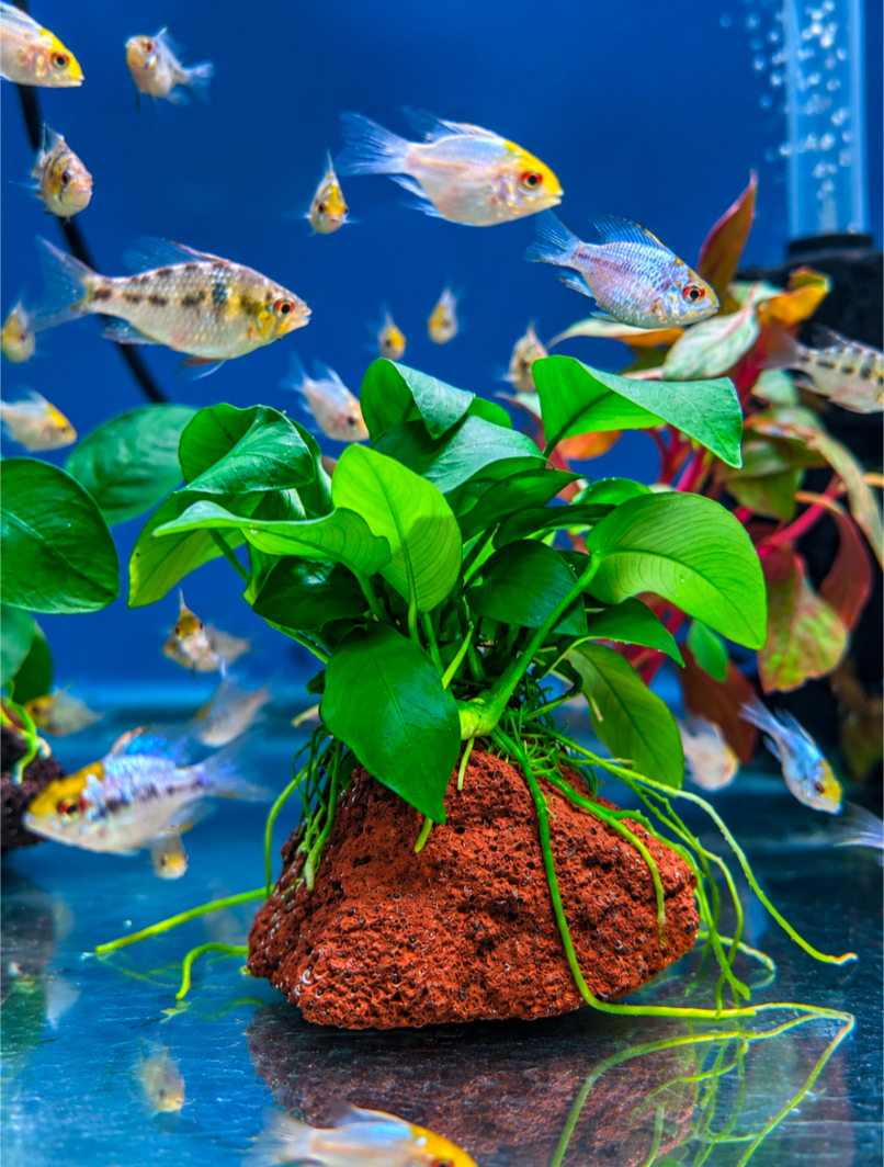 Anubias Nana on Lava Rock