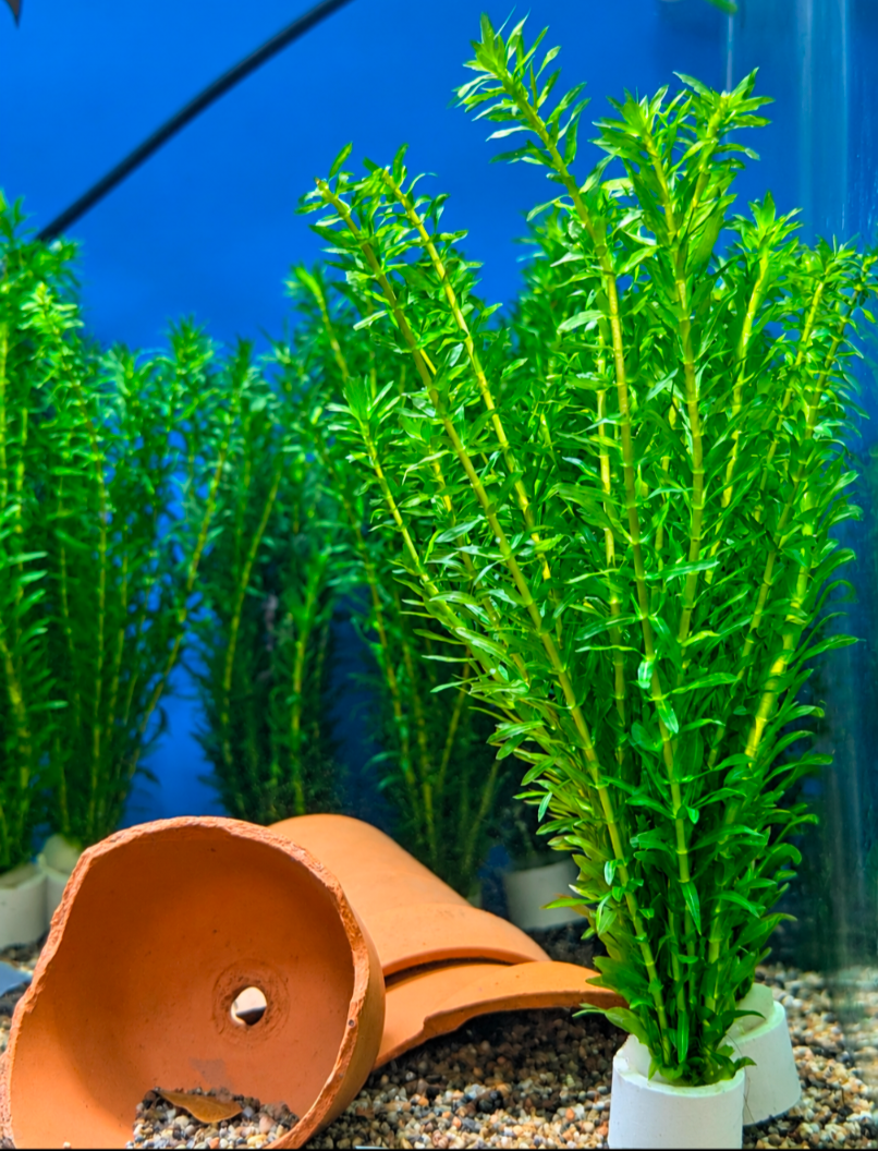 Egeria densa (Brazilian Waterweed / Anacharis)- Ringed