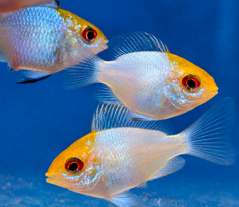 Golden Balloon Ram