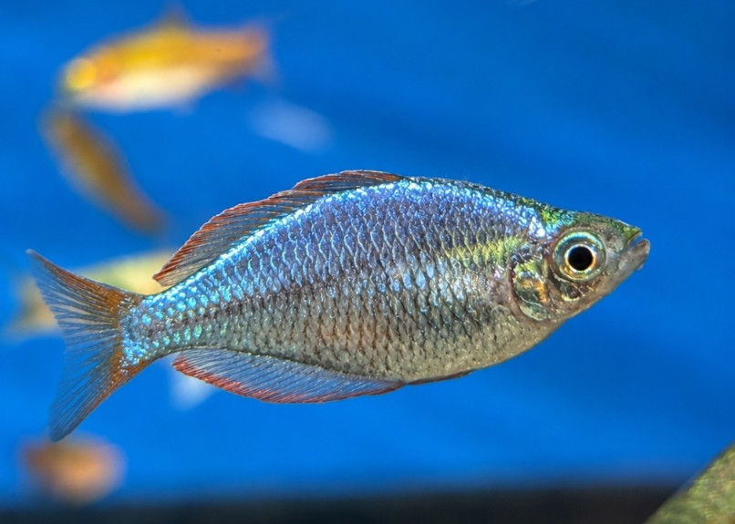 Neon Dwarf Rainbowfish