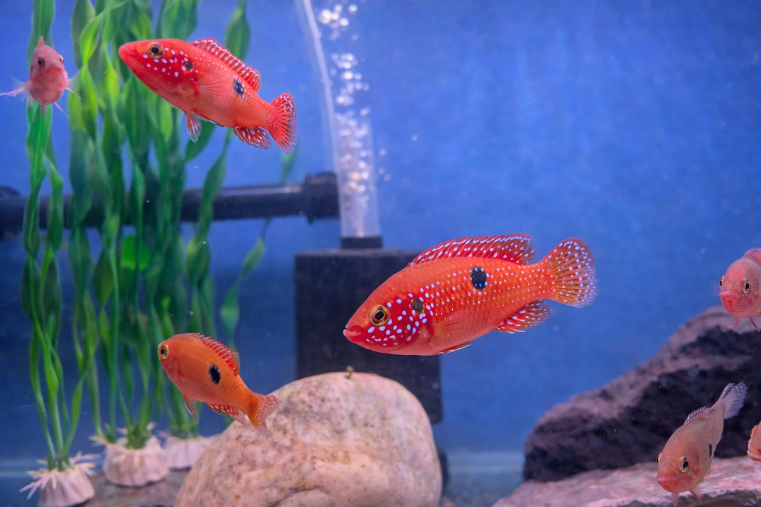Red Jewel Cichlids - Sold out