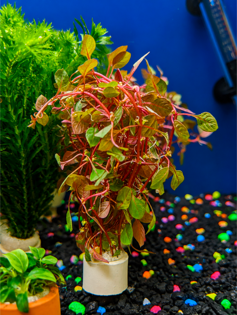Ludwigia Repens Super Red