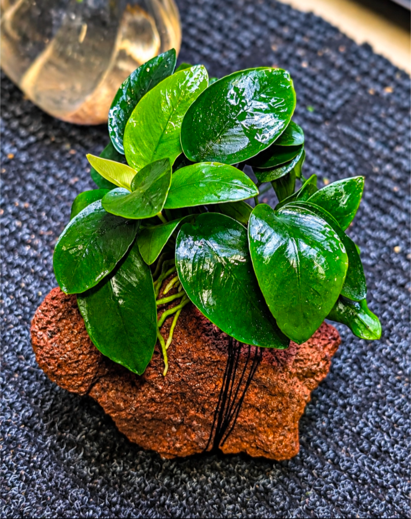 Anubias Nana on Lava Rock