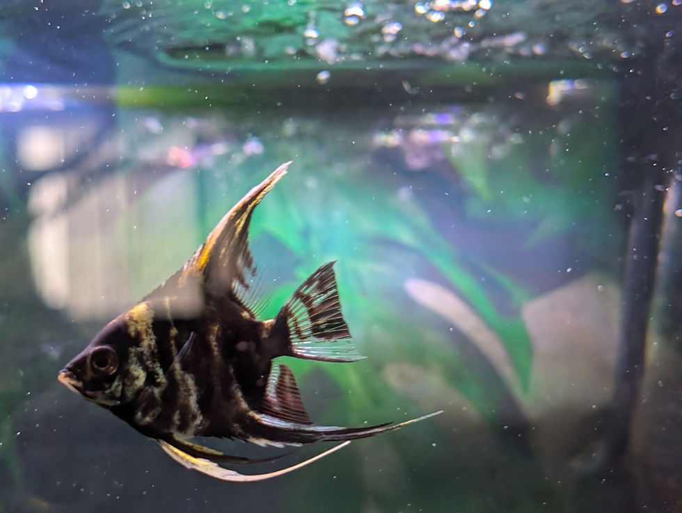Thumbnail: Long Veil Marble Angelfish - SOLD OUT