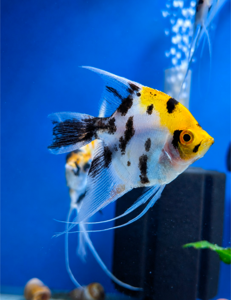 Tricolor Koi Angelfish 