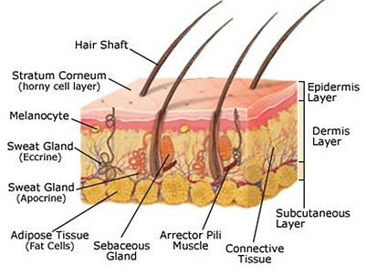 How does my spray tan work?