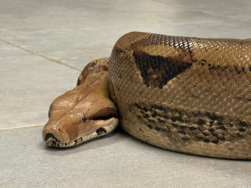 Boa de más de dos metros recuperada en vía pública por el Área Metropolitana del Valle de Aburrá en la ciudad de Medellín.