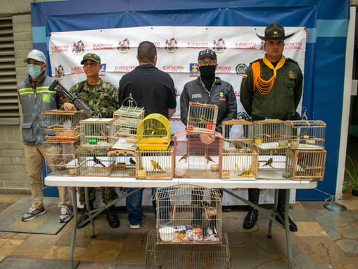 19 aves silvestres empiezan su proceso de recuperación en el CAVR del Área Metropolitana del Valle de Aburrá, luego de un operativo realizado en el municipio de Copacabana...
