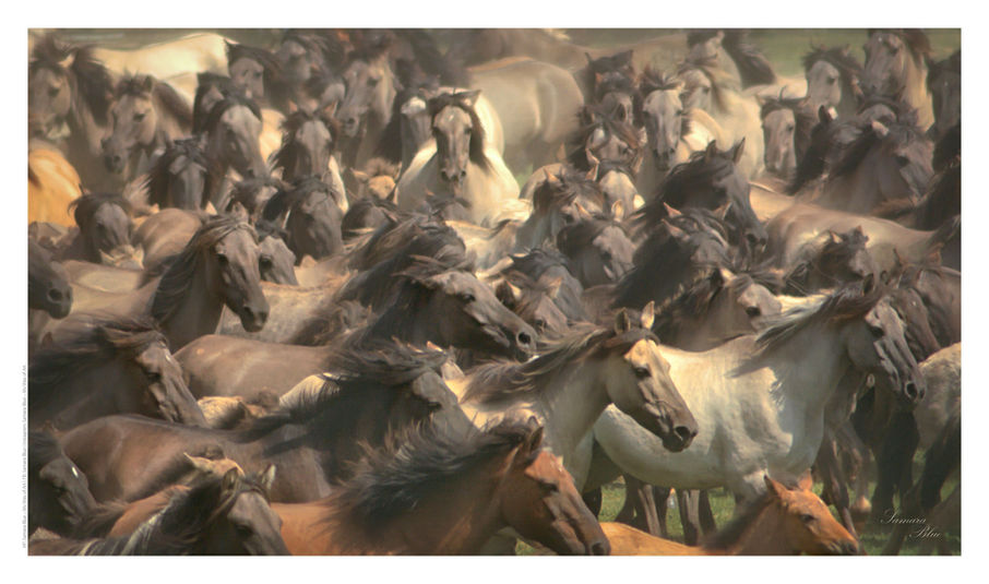 #dülmen #pferde #pferdeliebe #pferdesport #wildpferde #ponylove #ponyliebe #pony #horses #horselover #horsesofinstagram #horselife #horseriding #rodeo #Wildpferdefang #naturelovers #naturephotography #nature_perfection #freedom #freiheit #Dreamtime #followyourdreams #SamarasWorld #samarasart #mywayofart #mywayoflife #nikon #storytelling #motivation #inspiration