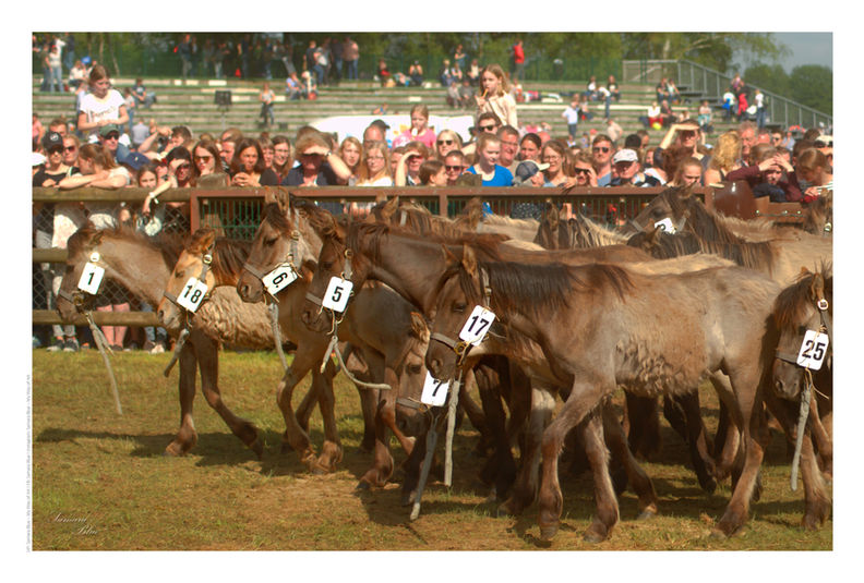 #dülmen #pferde #pferdeliebe #pferdesport #wildpferde #ponylove #ponyliebe #pony #horses #horselover #horsesofinstagram #horselife #horseriding #rodeo #Wildpferdefang #naturelovers #naturephotography #nature_perfection #freedom #freiheit #Dreamtime #followyourdreams #SamarasWorld #samarasart #mywayofart #mywayoflife #nikon #storytelling #motivation #inspiration