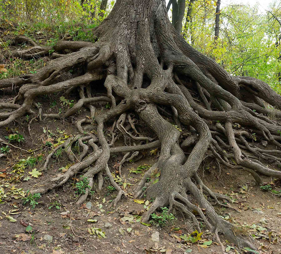 Old tree with tangled roots exposed in a forest. The roots spread across the earthy ground, surrounded by green leaves and foliage. Brand strategy tree.