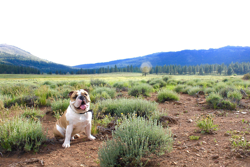 Escape Reno: Dog Valley