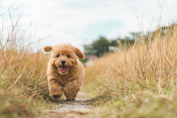 brown-puppy-poodle-running-on-the-bushes-2022-11-01-09-33-04-utc.jpg