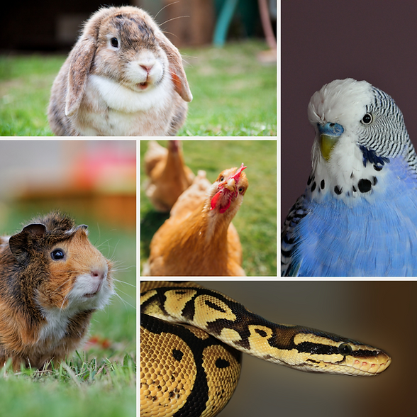Conigli, uccelli, galline e serpenti: cura animali esotici e non convenzionali
