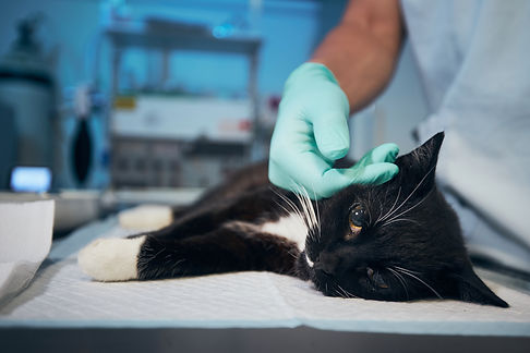 un veterinario conforta un gatto che sta male