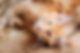 Tenero gattino rosso sdraiato
