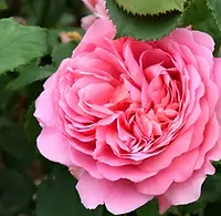fragrant-roses