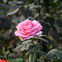 DSC_6719.JPG