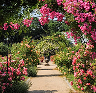 1-climbing-roses-garden-pathway.jpg