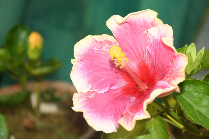 DSC_6771.JPG